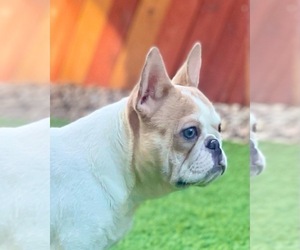 French Bulldog Puppy for sale in HOUSTON, TX, USA