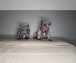 Small Photo #8 French Bulldog Puppy For Sale in PORT READING, NJ, USA