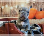 Small Photo #6 French Bulldog Puppy For Sale in ROSEVILLE, CA, USA