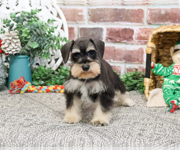 Medium Photo #5 Schnauzer (Miniature) Puppy For Sale in SYRACUSE, IN, USA