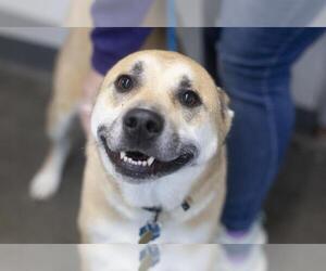 Siberian Husky-Unknown Mix Dogs for adoption in Mountain Home, AR, USA