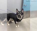 Small Siberian Husky Mix