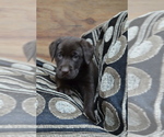 Small Photo #2 Labrador Retriever Puppy For Sale in GREENWOOD, WI, USA