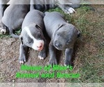 Small Photo #20 American Pit Bull Terrier Puppy For Sale in DELAWARE, OH, USA
