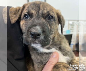 Labrador Retriever-Unknown Mix Dogs for adoption in Washington, DC, USA