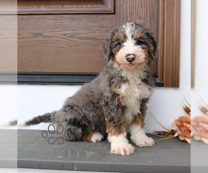 Bernedoodle (Miniature) (+ Poodle Miniature) Puppy for sale in NARVON, PA, USA