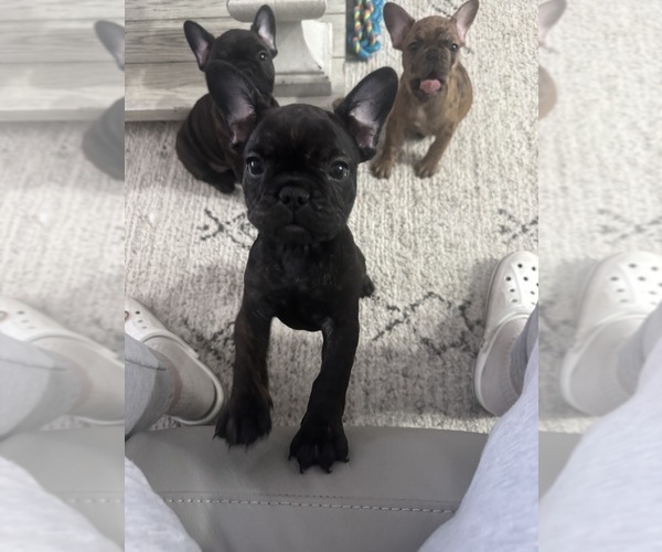 Medium Photo #3 French Bulldog Puppy For Sale in LITCHFIELD, OH, USA