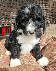 Bernedoodle Puppy for sale in AZLE, TX, USA