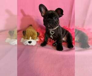French Bulldog Puppy for sale in TALALA, OK, USA