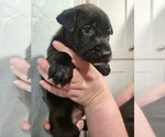 Puppy Cheesecurd Boxer-Chinese Shar-Pei Mix