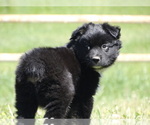 Small Photo #3 Australian Shepherd Puppy For Sale in OZARK, AR, USA