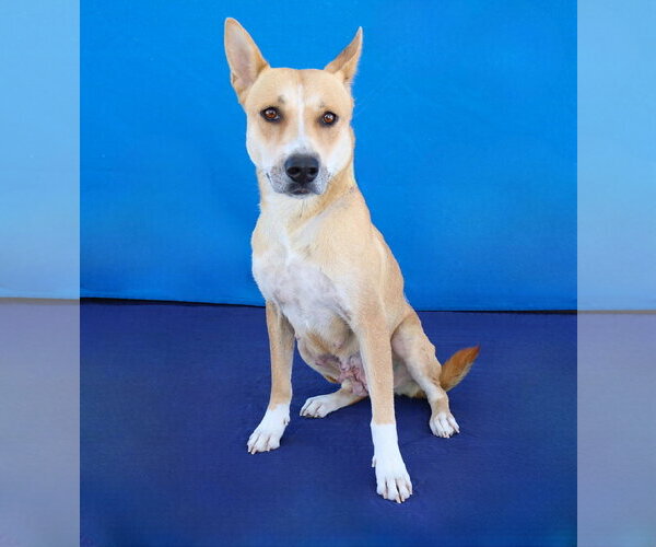 Medium Photo #2 Carolina Dog Puppy For Sale in Pasadena, CA, USA