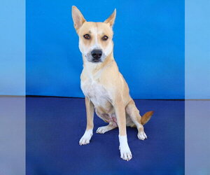 GINGER - Female Carolina Dog Dog for Adoption - Photo #2