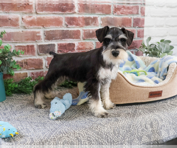Medium Photo #7 Schnauzer (Miniature) Puppy For Sale in SYRACUSE, IN, USA