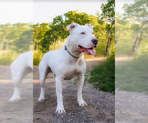 Dogo Argentino-Unknown Mix Dogs for adoption in Sandy, UT, USA