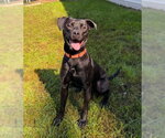 Berg - Male Labrador Retriever-Unknown Mix Dog for Adoption - Small photo