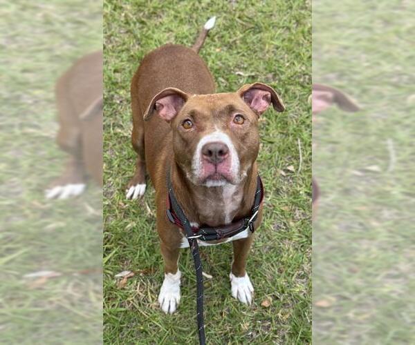 Medium Photo #4 American Staffordshire Terrier Puppy For Sale in Fort Lauderdale, FL, USA