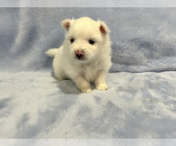 Medium Photo #33 Pomeranian Puppy For Sale in DES MOINES, WA, USA