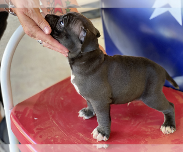 Medium Photo #3 American Bully Puppy For Sale in SAN ANTONIO, TX, USA