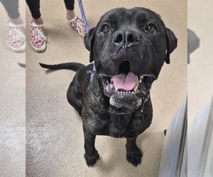 Mastiff-Unknown Mix Dogs for adoption in Decatur, IL, USA