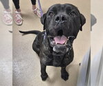 Small Mastiff Mix