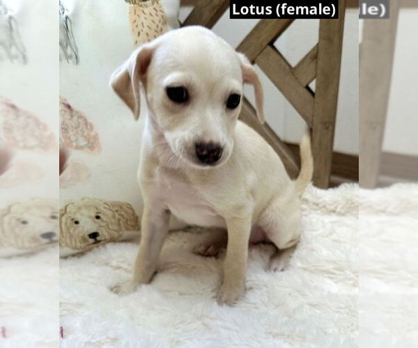 Medium Photo #2 Mutt Puppy For Sale in Oak Bluffs, MA, USA