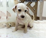 Small #1 Mutt
