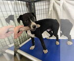 Small #2 Border Collie Mix