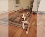 Small #10 Mutt
