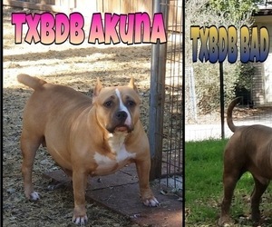 Mother of the American Bully puppies born on 03/05/2022