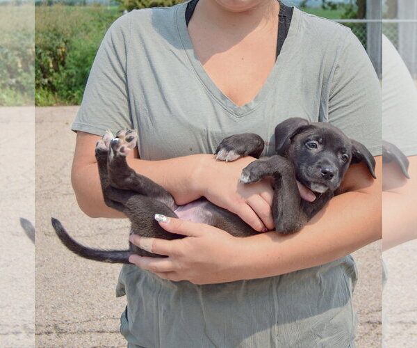 Medium Photo #5 Labsky Puppy For Sale in Huntley, IL, USA