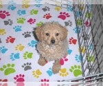 Small Photo #2 Cockapoo-Poodle (Miniature) Mix Puppy For Sale in ORO VALLEY, AZ, USA