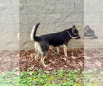 Small #3 Huskies  Mix