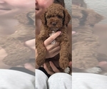 Small Photo #3 Cock-A-Poo Puppy For Sale in FOLSOM, CA, USA