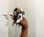 Small Photo #3 Mal-Shi Puppy For Sale in MARIETTA, GA, USA