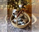 Small Photo #12 Jack Russell Terrier Puppy For Sale in BRIDGEWATER, VA, USA