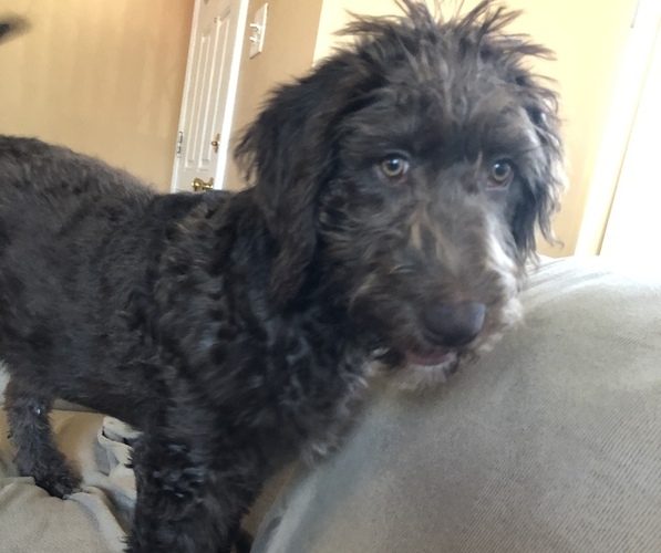 Medium Photo #1 Labradoodle Puppy For Sale in EAST HAZEL CREST, IL, USA