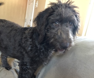 Labradoodle Puppy for sale in EAST HAZEL CREST, IL, USA