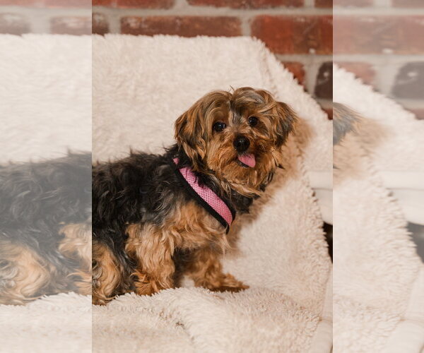 Medium Photo #7 Maltese-Unknown Mix Puppy For Sale in St. Louis Park, MN, USA