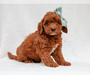 Cavapoo (Miniature)-Poodle (Toy) Mix Puppy for Sale in LIBERTY, Kentucky USA