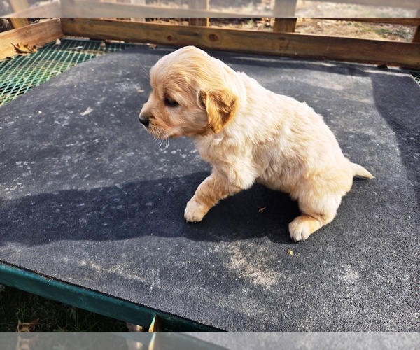 Medium Photo #6 Golden Retriever Puppy For Sale in LEON, KS, USA
