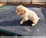 Small #5 Golden Retriever