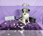 Small Photo #50 Bernedoodle-Poodle (Toy) Mix Puppy For Sale in BLACK FOREST, CO, USA