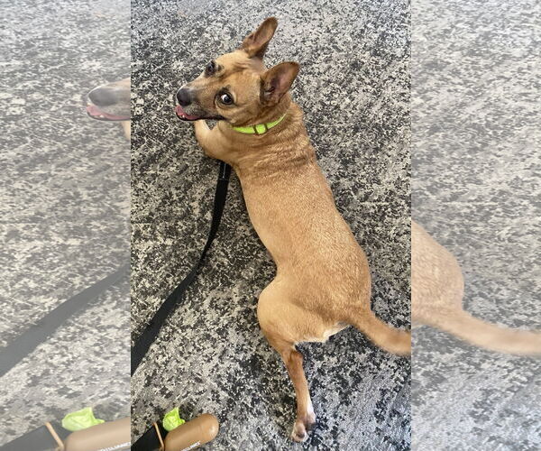 Medium Photo #3 Australian Shepherd-Unknown Mix Puppy For Sale in Tampa, FL, USA