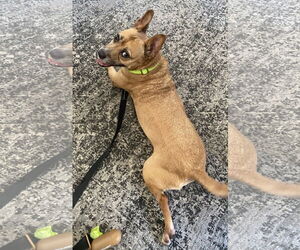 Evie - Female Australian Shepherd-Unknown Mix Dog for Adoption - Photo #3