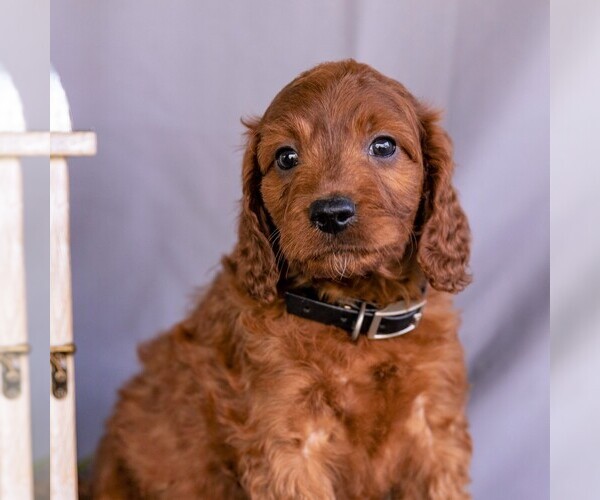 Medium Photo #6 Irish Setter-Poodle (Miniature) Mix Puppy For Sale in NEWMANSTOWN, PA, USA