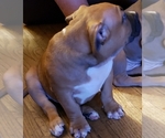Small Photo #5 American Bully Puppy For Sale in COLUMBUS, OH, USA