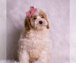 Small #1 Goldendoodle (Miniature)