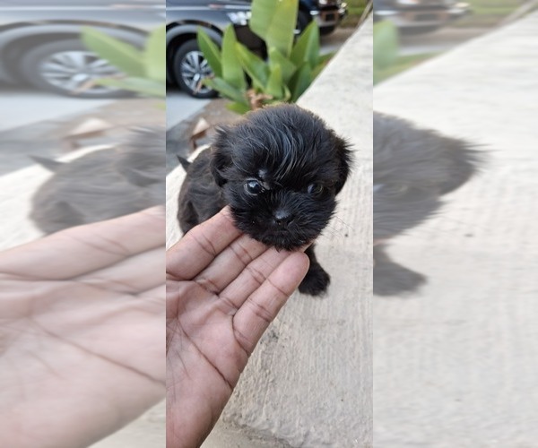 Medium Photo #7 Shih Tzu Puppy For Sale in LAKELAND, FL, USA