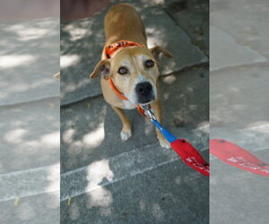 Mountain Cur-Rhodesian Ridgeback Mix Dogs for adoption in Holly Springs, NC, USA